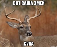 вот саша змей сука