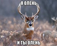 я олень и ты олень