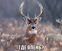  где олень?