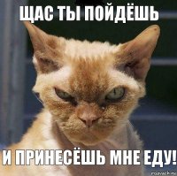 щас ты пойдёшь и принесёшь мне еду!