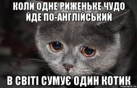 коли одне риженьке чудо йде по-англійський в світі сумує один котик