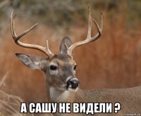  а сашу не видели ?