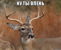 ну ты олень 