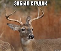 забыл студак 