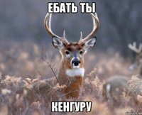 ебать ты кенгуру