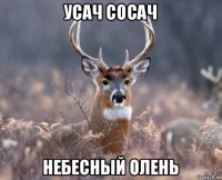 усач сосач небесный олень