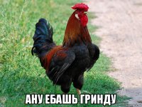  ану ебашь гринду