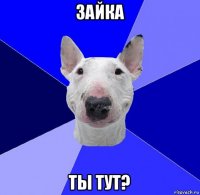 зайка ты тут?