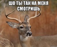 шо ты так на меня смотришь 