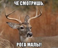 чё смотришь, рога малы!