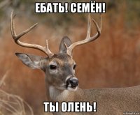 ебать! семён! ты олень!