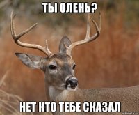 ты олень? нет кто тебе сказал