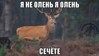 я не олень я олень сечёте