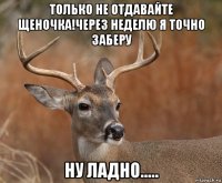 только не отдавайте щеночка!через неделю я точно заберу ну ладно.....