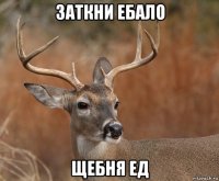 заткни ебало щебня ед