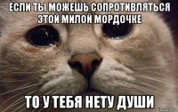 если ты можешь сопротивляться этой милой мордочке то у тебя нету души