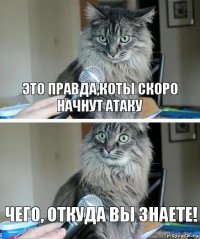 Это правда,коты скоро начнут атаку Чего, откуда вы знаете!