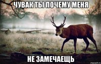 чувак ты почему меня не замечаещь