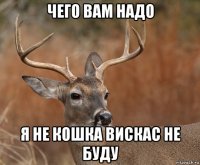 чего вам надо я не кошка вискас не буду