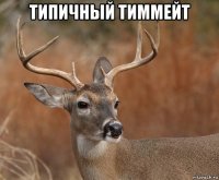 типичный тиммейт 