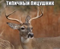 типичный лицушник 