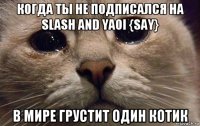 когда ты не подписался на slash and yaoi {say} в мире грустит один котик