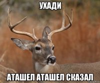 ухади аташел аташел сказал