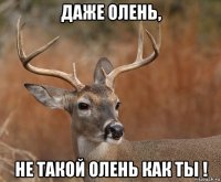 даже олень, не такой олень как ты !