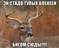 эй стадо тупых оленеей бигом сюды!!!!