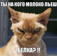 Ты на кого молоко льеш Белка? !!