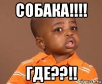 собака!!!! где??!!