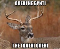 олені не бриті і не голені олені