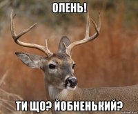 олень! ти що? йобненький?