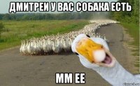 дмитреи у вас собака есть мм ее