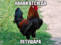 канай отсюда петушара