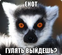 енот гулять выйдешь?