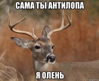 сама ты антилопа я олень