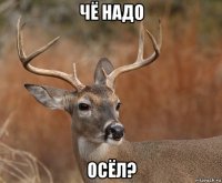 чё надо осёл?