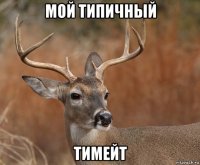 мой типичный тимейт