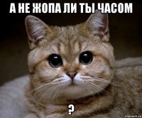 а не жопа ли ты часом ?