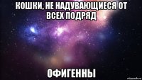 кошки, не надувающиеся от всех подряд офигенны