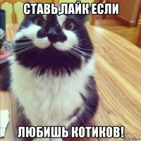 ставь,лайк если любишь котиков!