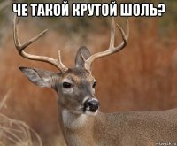 че такой крутой шоль? 