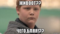 живоот?? чего,бляя!??