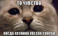 то чувство когда хозяина увезла скорая