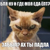 Бля ну и где моя еда ёпт? ЗАБЫЛ? Ах ты падла