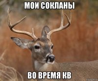 мои сокланы во время кв