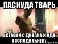 паскуда тварь вставай с дивана и иди к холодильнеку