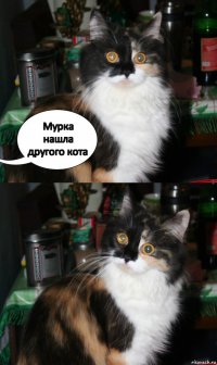 Мурка нашла другого кота