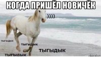 когда пришёл новичёк 